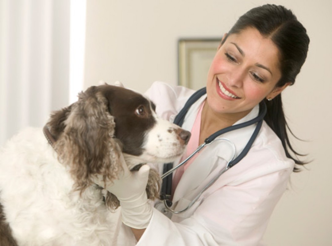 Medivet Altea · Infomap Altea