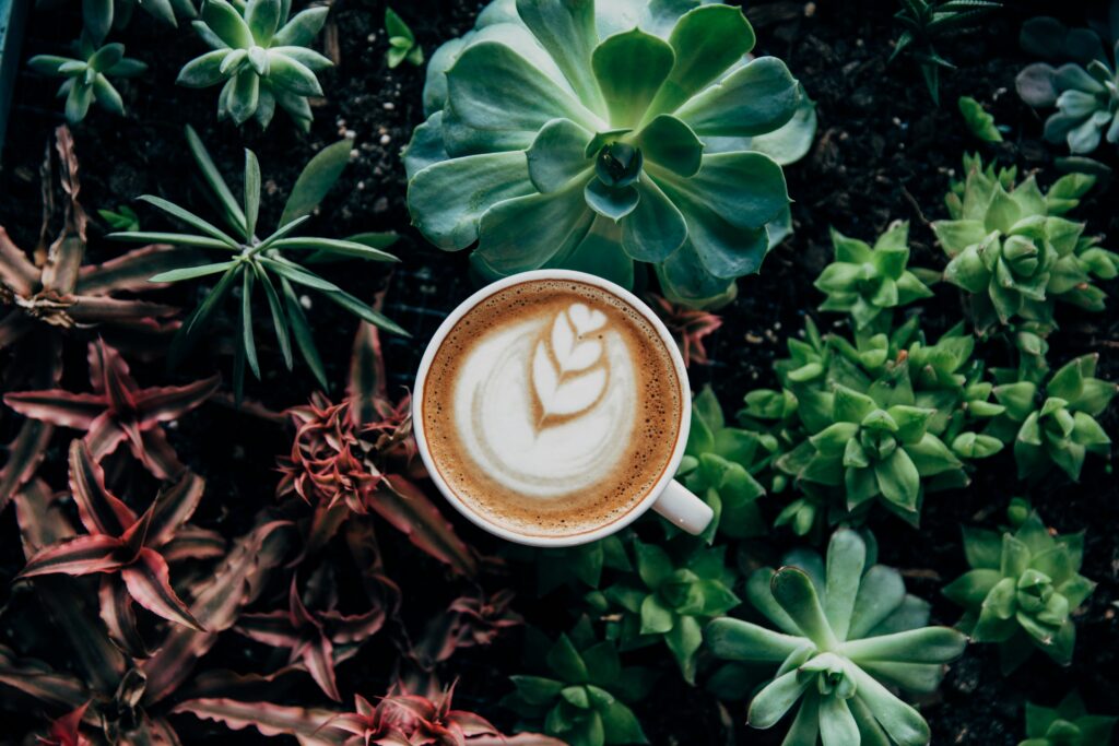 Tucana Coffee Bar Roaster